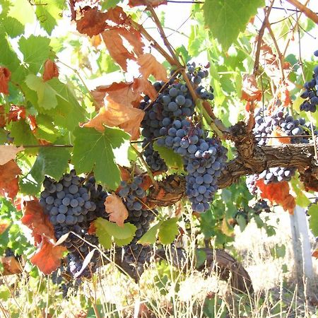 Agriturismo Locoe Oliena Eksteriør bilde