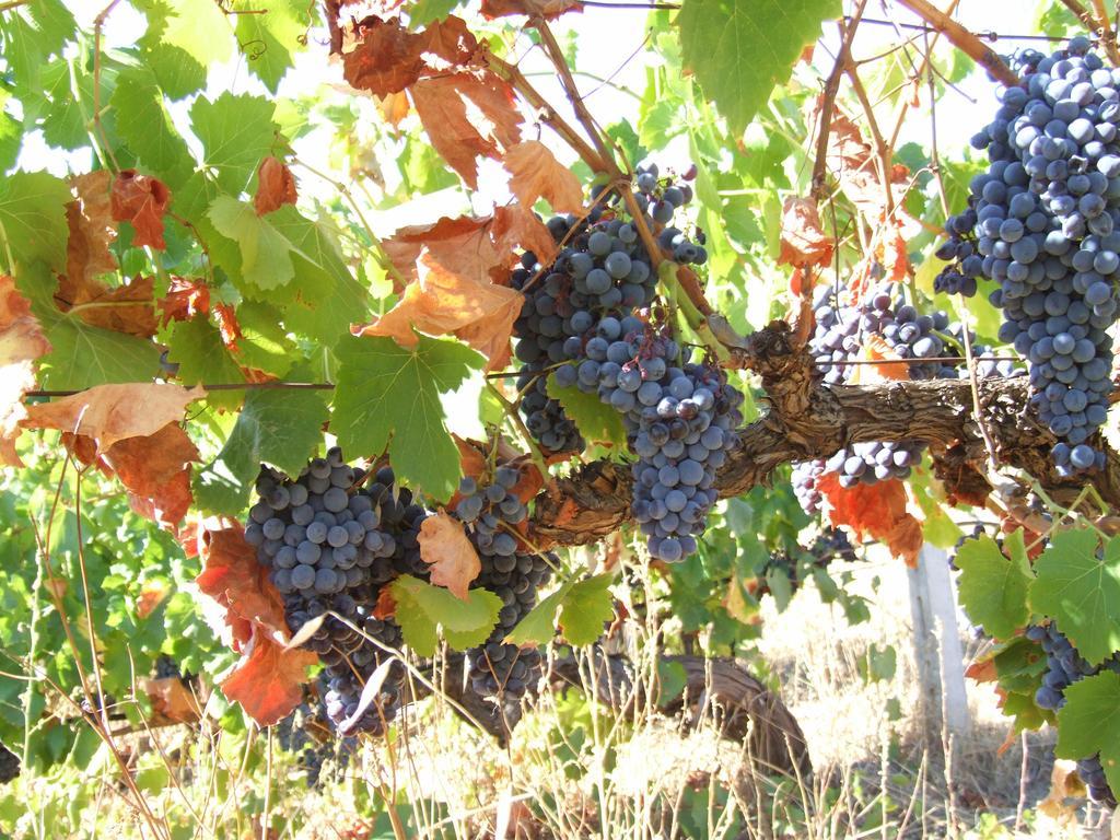 Agriturismo Locoe Oliena Eksteriør bilde